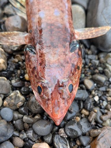 エソの釣果