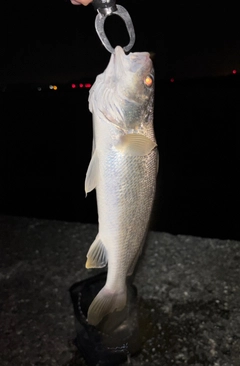 アカメの釣果
