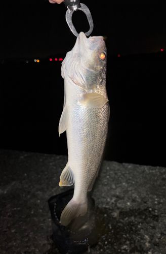 アカメの釣果