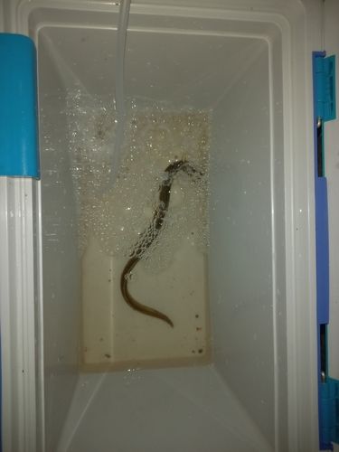 ウナギの釣果