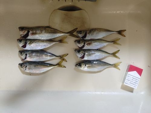 アジの釣果