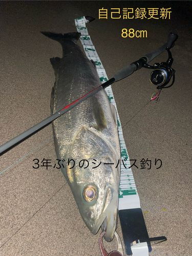 スズキの釣果