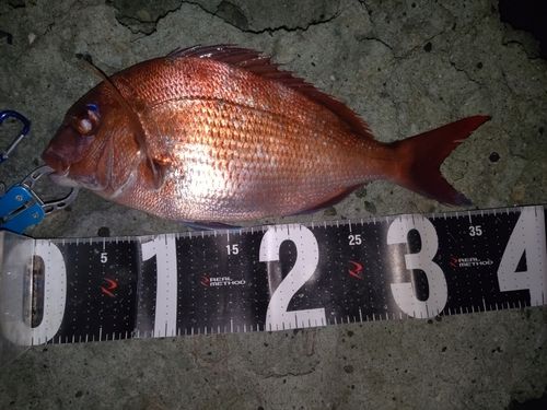 マダイの釣果