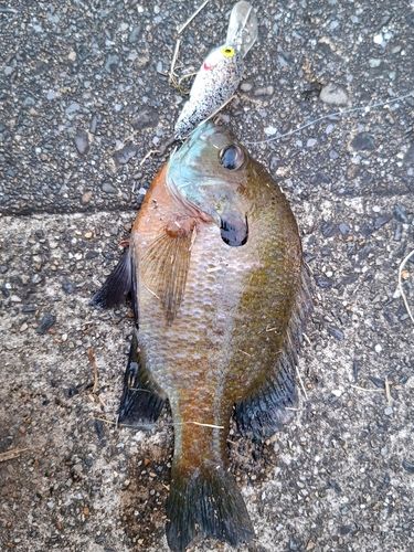 ブルーギルの釣果