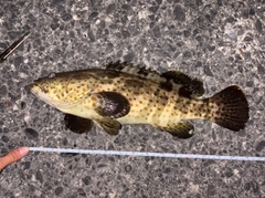 チャイロマルハタの釣果