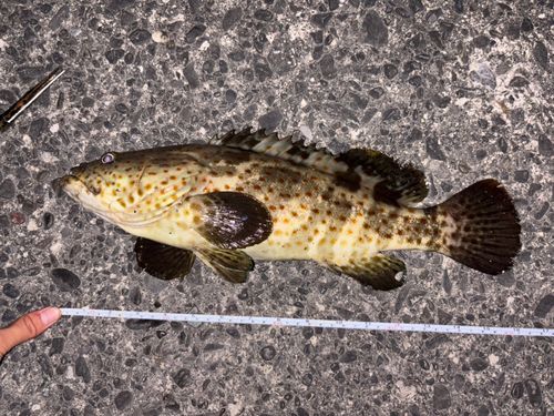 チャイロマルハタの釣果
