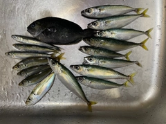 サバの釣果