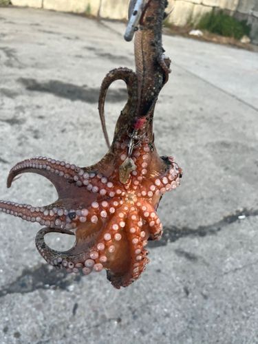 タコの釣果