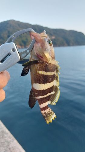 アオハタの釣果
