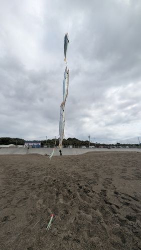 カマスの釣果