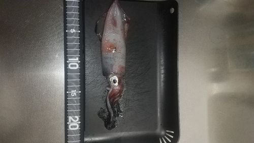 ケンサキイカの釣果