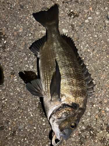 チヌの釣果