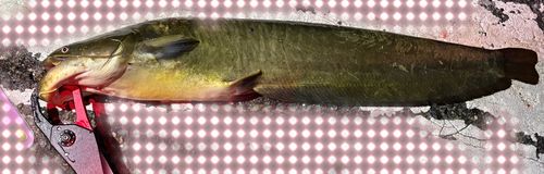 マナマズの釣果