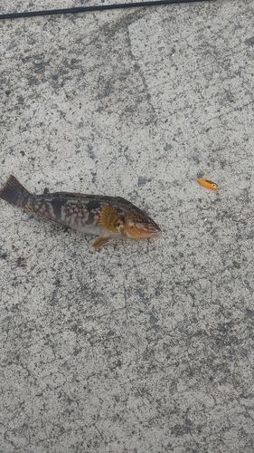 アイナメの釣果