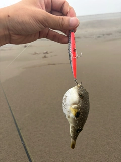 クサフグの釣果