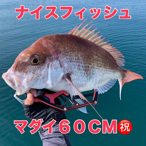 マダイの釣果