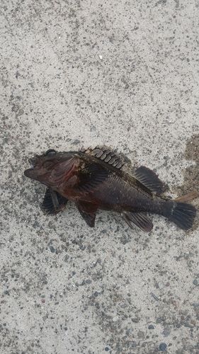 ムラソイの釣果
