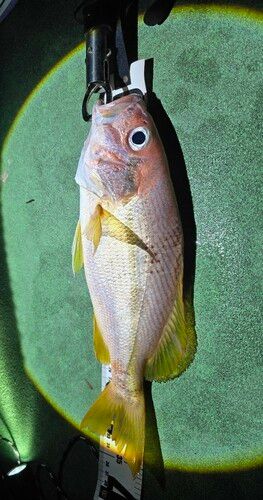 ヨコスジフエダイの釣果