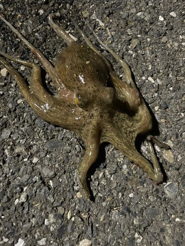 マダコの釣果