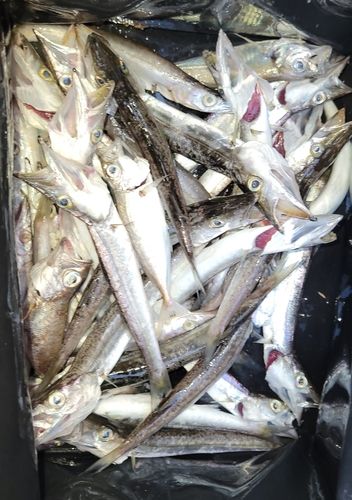 カマスの釣果
