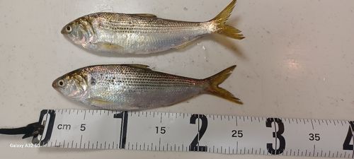 コノシロの釣果