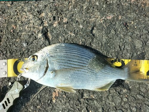 ヘダイの釣果