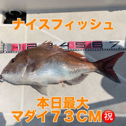 マダイの釣果