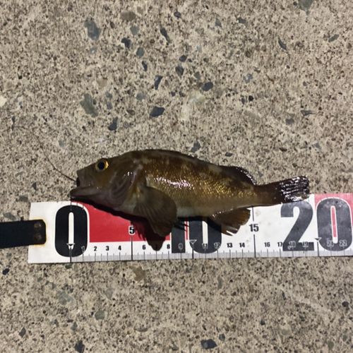 エゾメバルの釣果