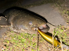 マナマズの釣果