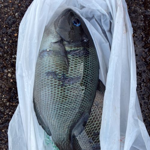 メジナの釣果