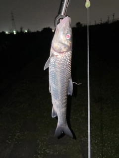 ニゴイの釣果