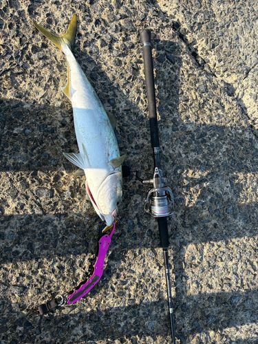メジロの釣果
