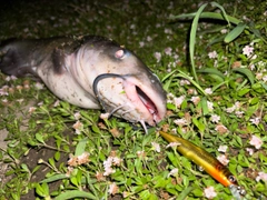 アメリカナマズの釣果