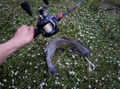 アメリカナマズの釣果