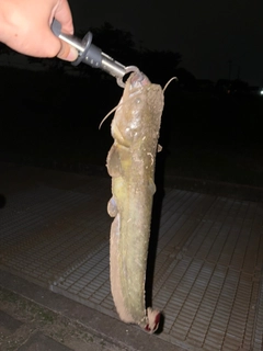 マナマズの釣果