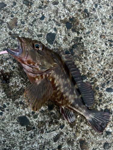 カサゴの釣果