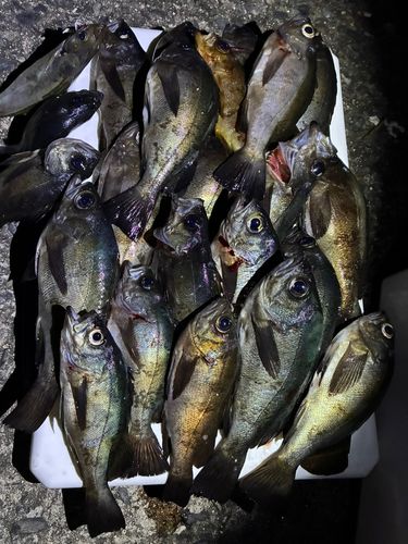 アオメバルの釣果