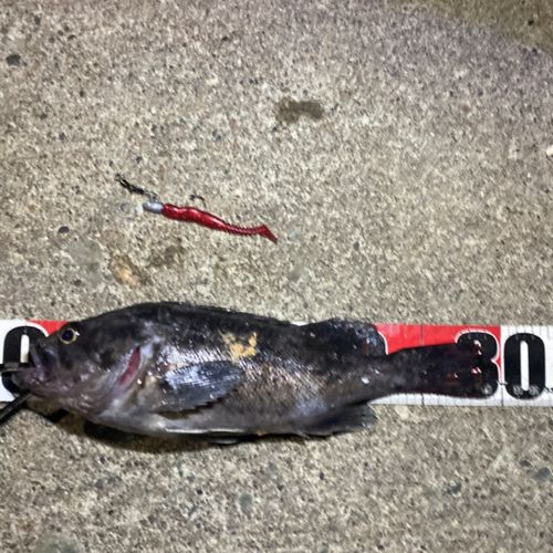 クロソイの釣果