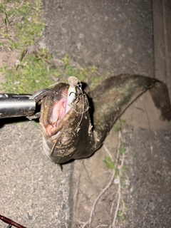 マナマズの釣果