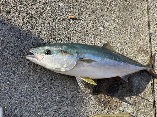 ブリの釣果