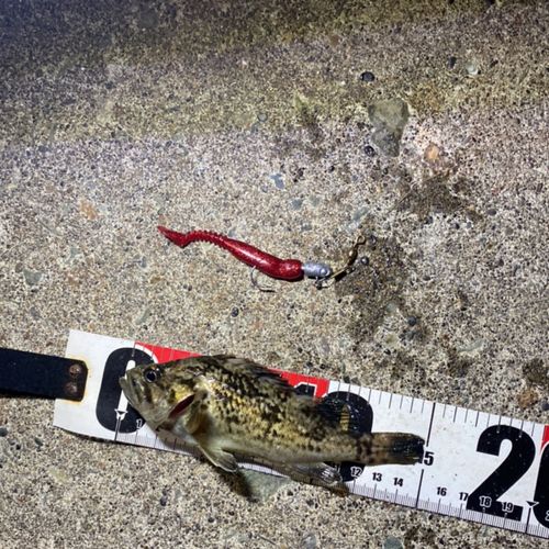 クロソイの釣果