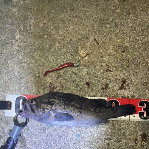 クロソイの釣果