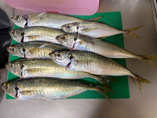 アジの釣果
