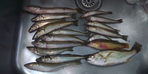 キスの釣果