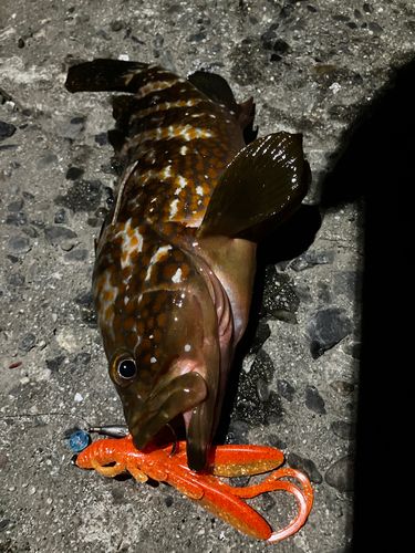 キジハタの釣果