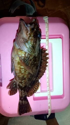 釣果