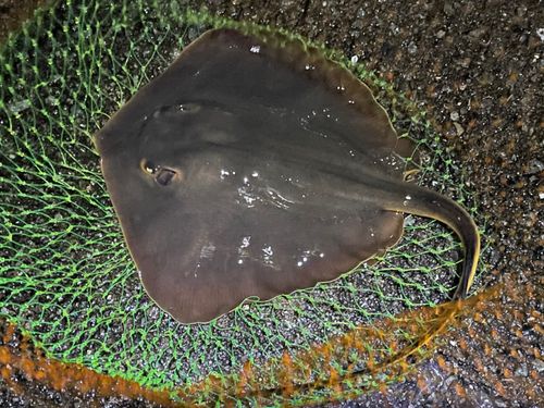 アカエイの釣果
