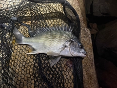 キビレの釣果