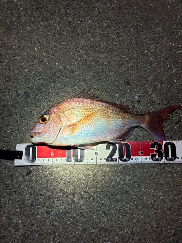 タイの釣果