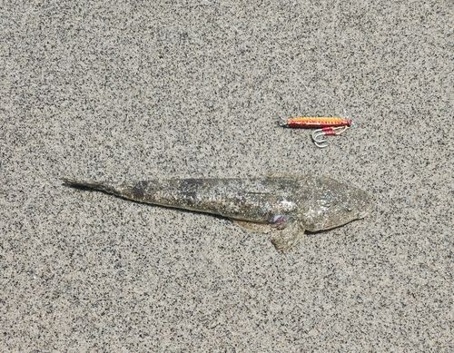 マゴチの釣果